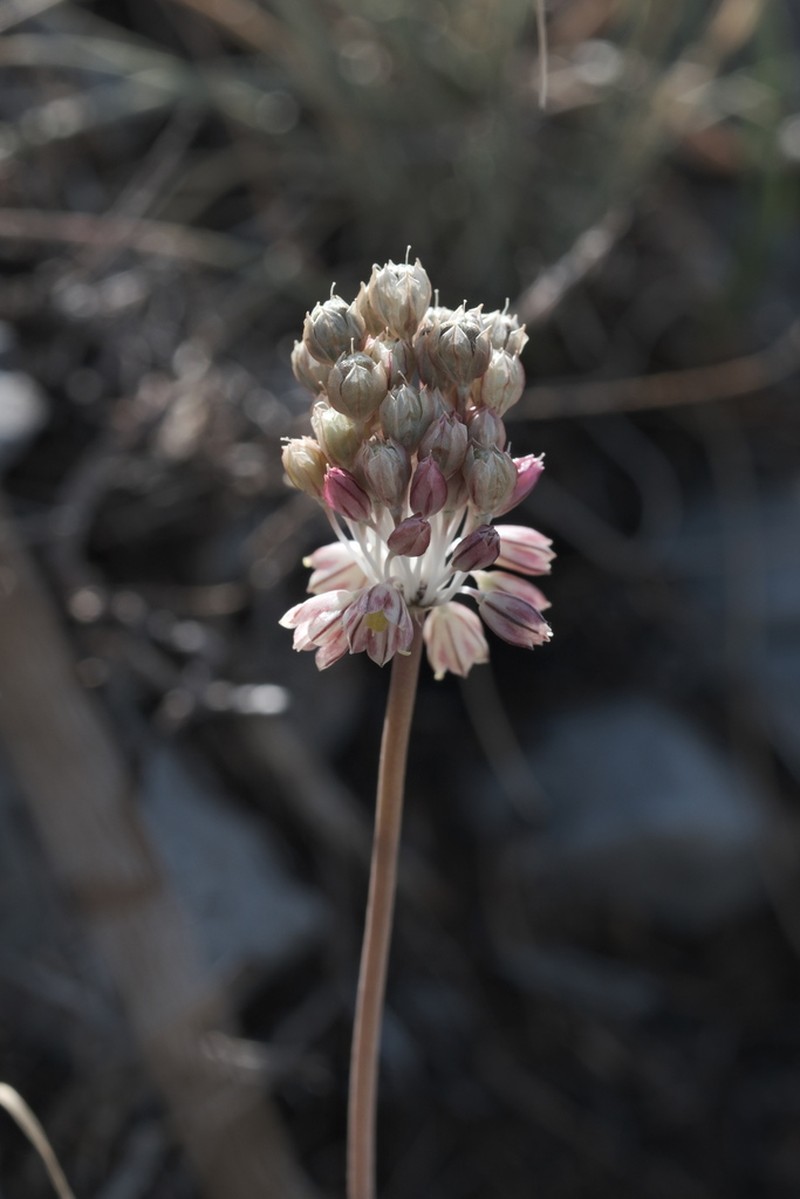 Allium calabrum photo 2
