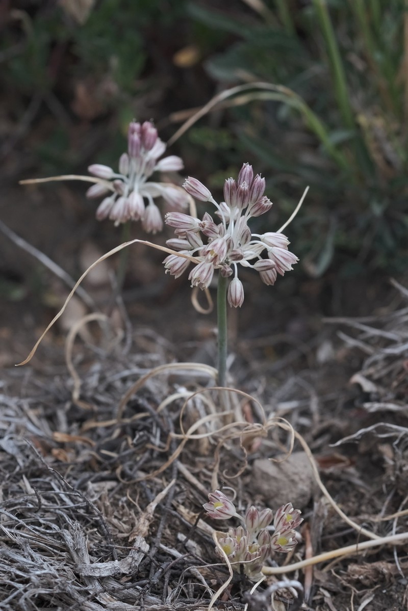 Allium calabrum photo 3