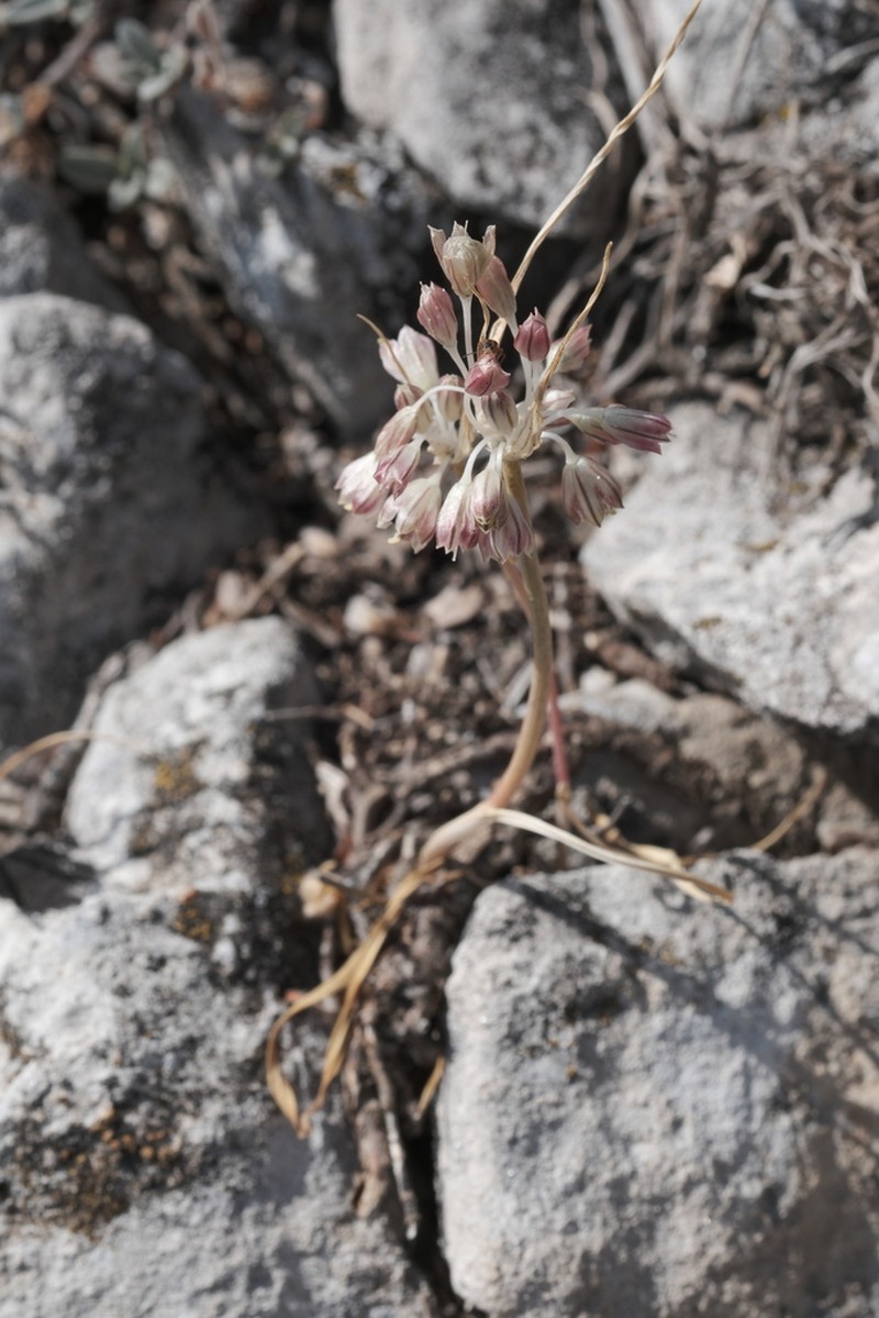 Allium calabrum photo 4