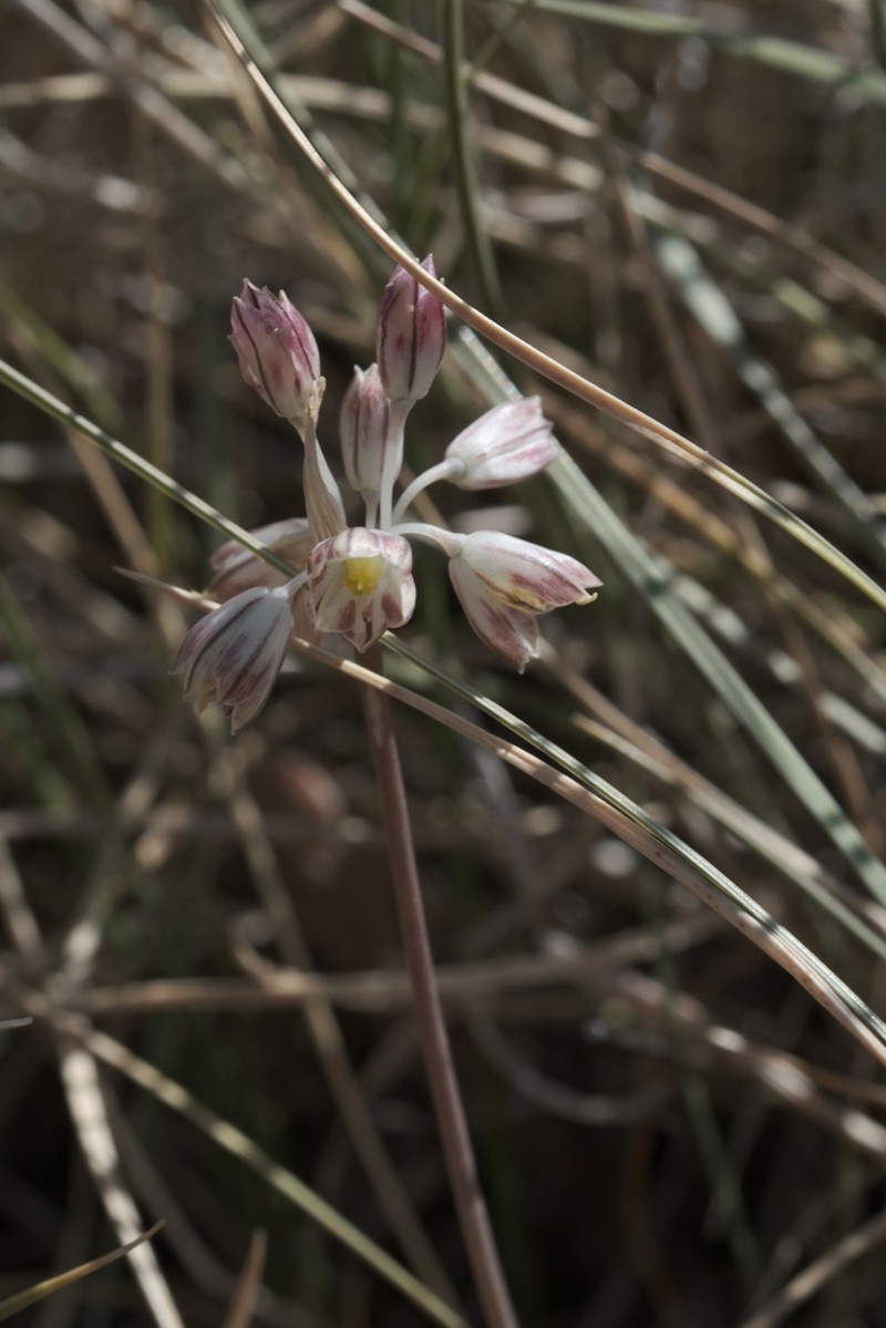Allium calabrum photo 5