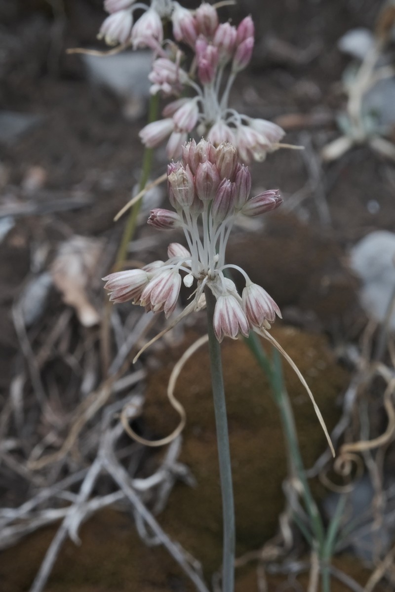 Allium calabrum photo 6