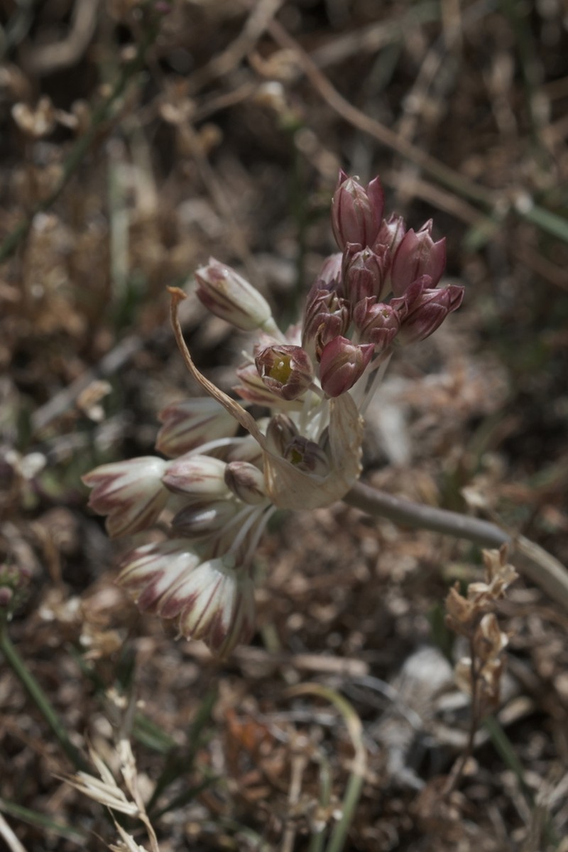 Allium calabrum photo 7