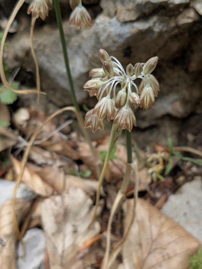 Allium calabrum photo 8