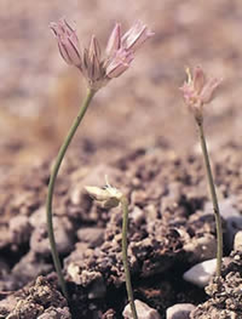 Allium calamarophilon
