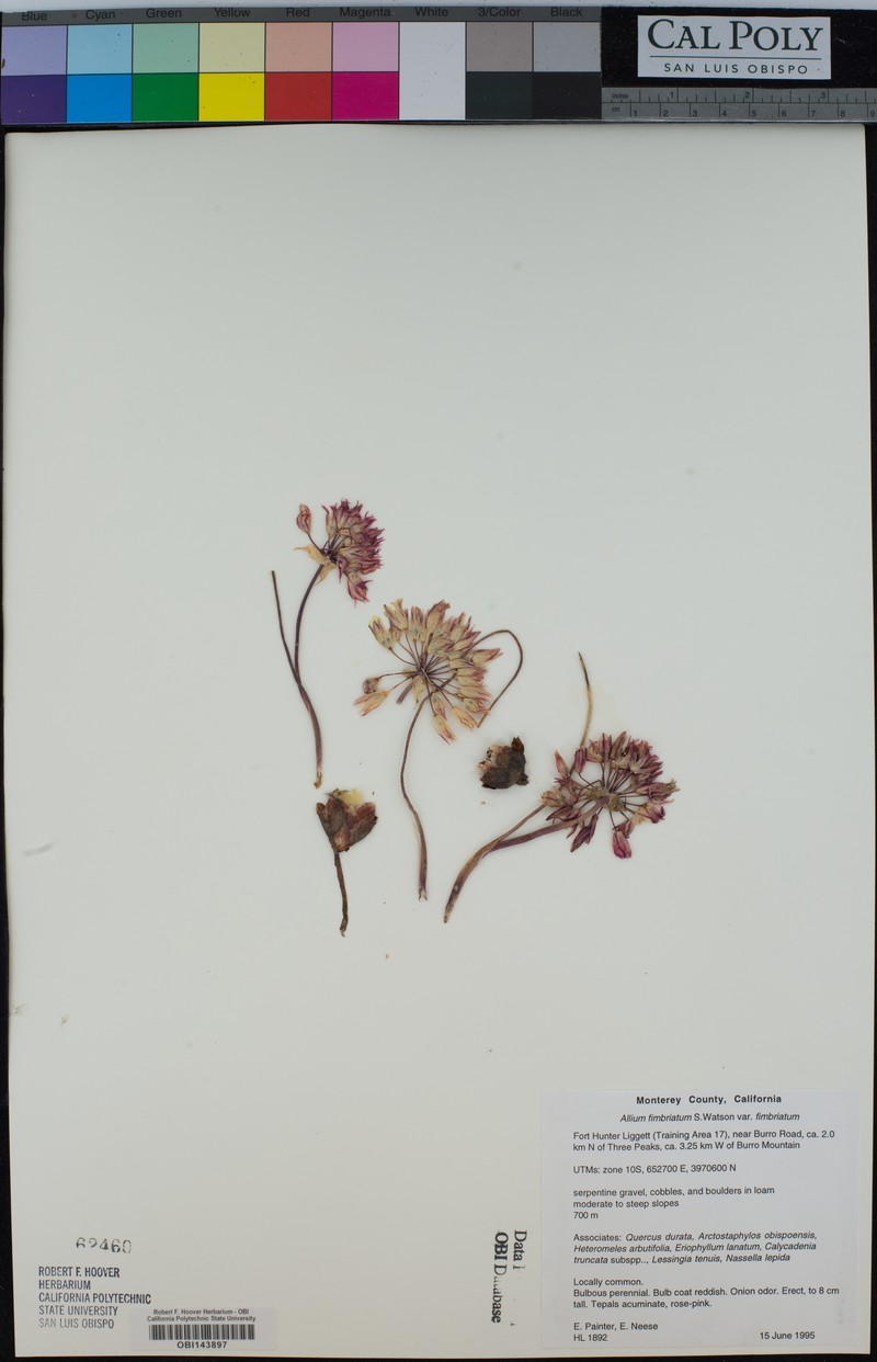 Allium callidyction photo 3