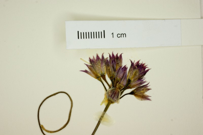 Allium callidyction photo 4