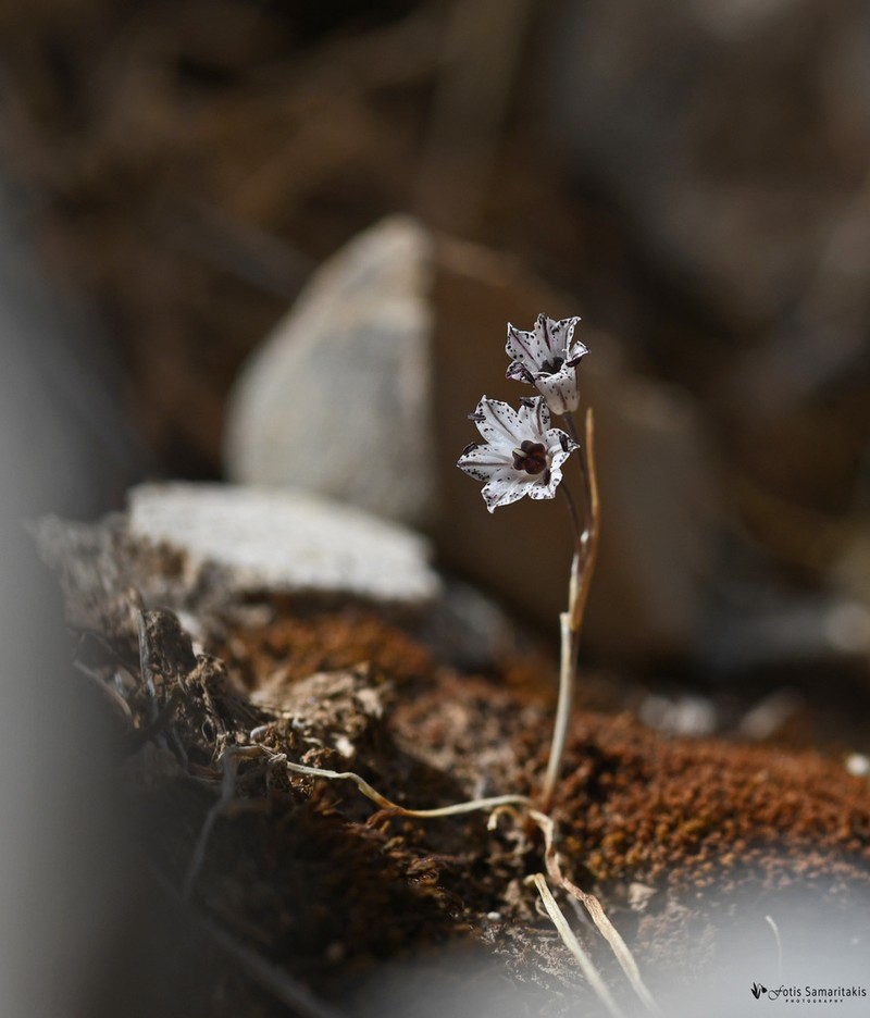 Allium callimischon photo 2