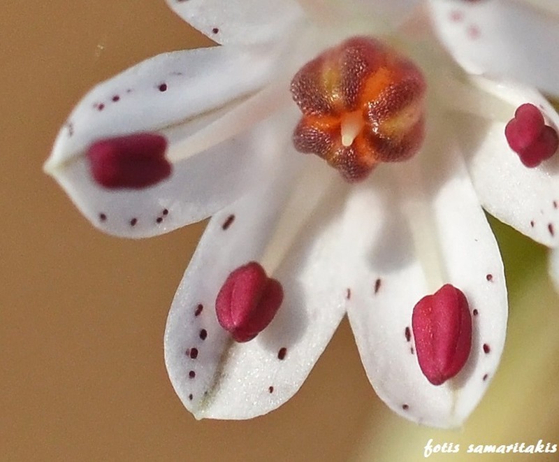 Allium callimischon photo 3