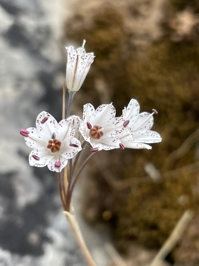Allium callimischon photo 4