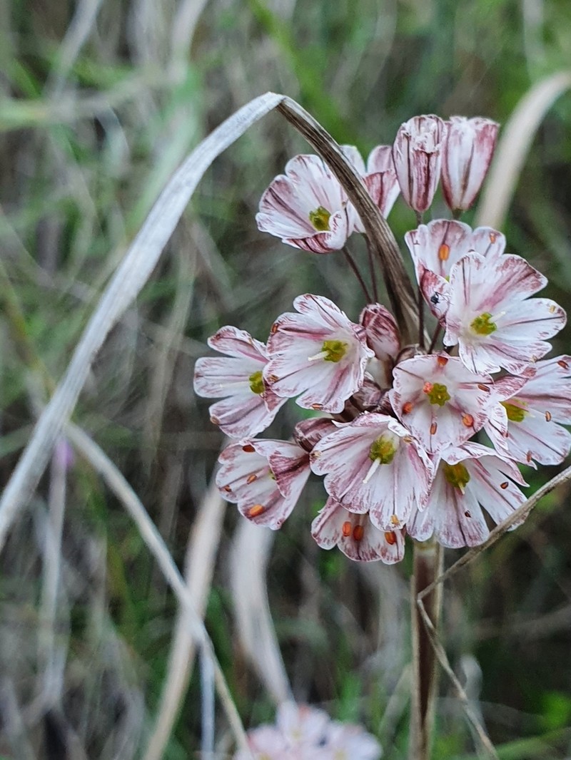 Allium callimischon photo 5