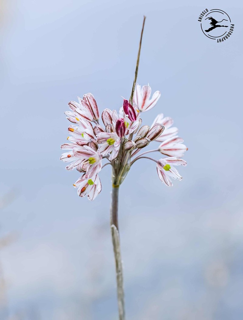 Allium callimischon photo 6
