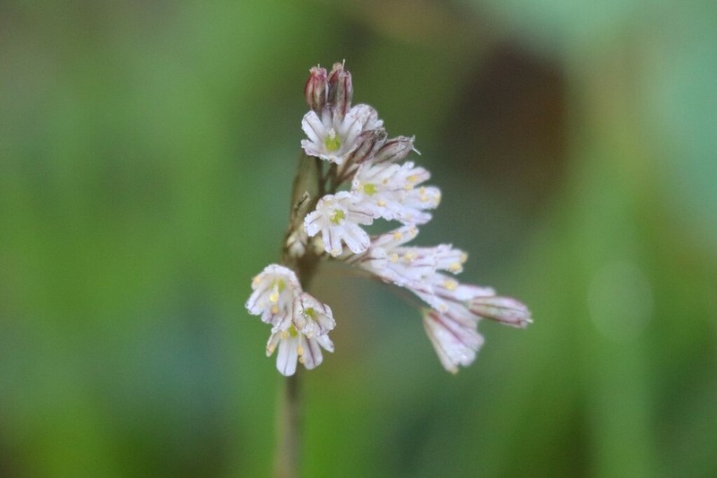 Allium callimischon photo 7