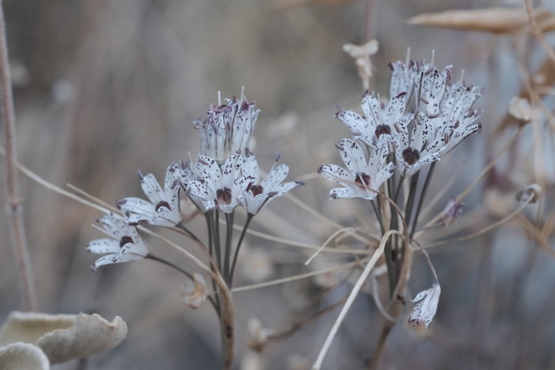 Allium callimischon photo 8