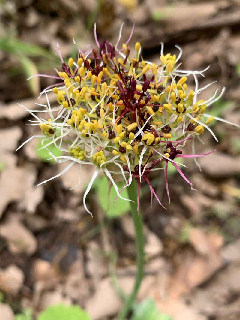 Allium calocephalum