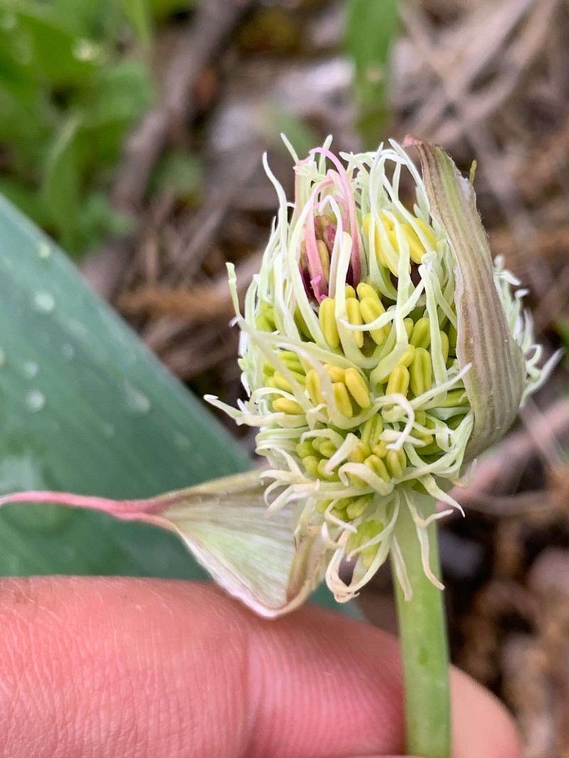 Allium calocephalum photo 2