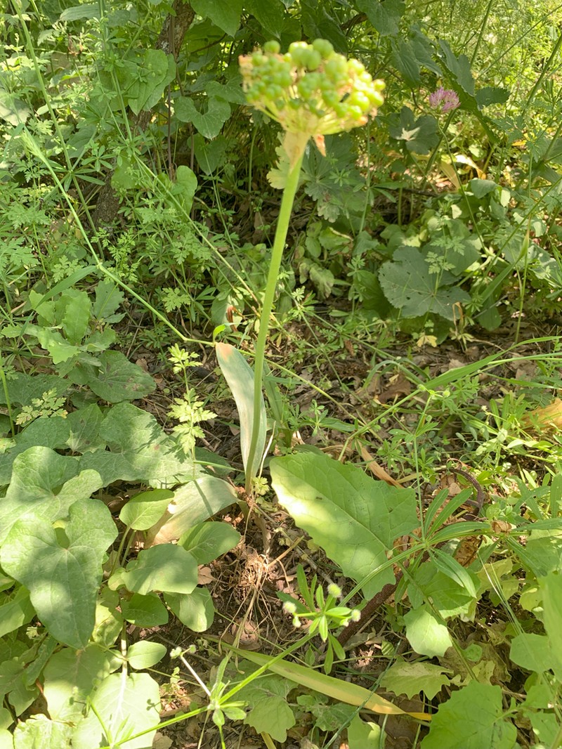 Allium calocephalum photo 3