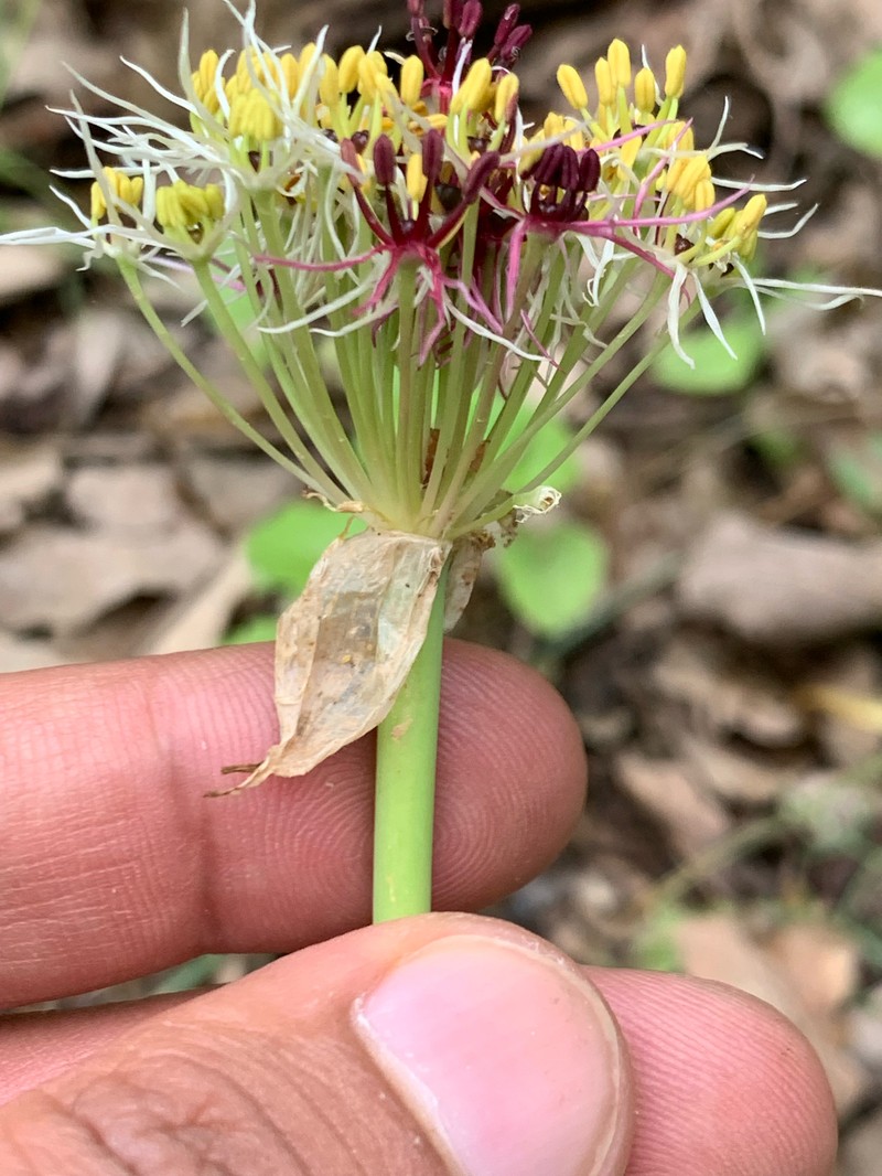 Allium calocephalum photo 5