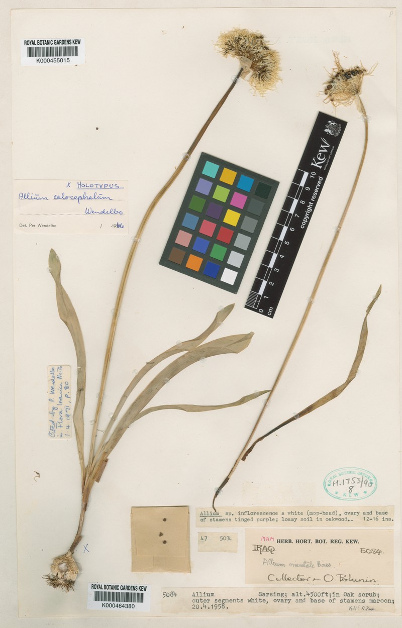 Allium calocephalum photo 8