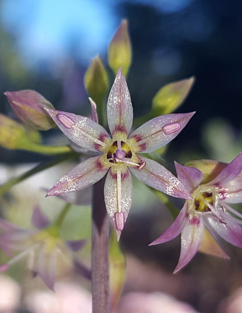 Dusky Onion photo 3