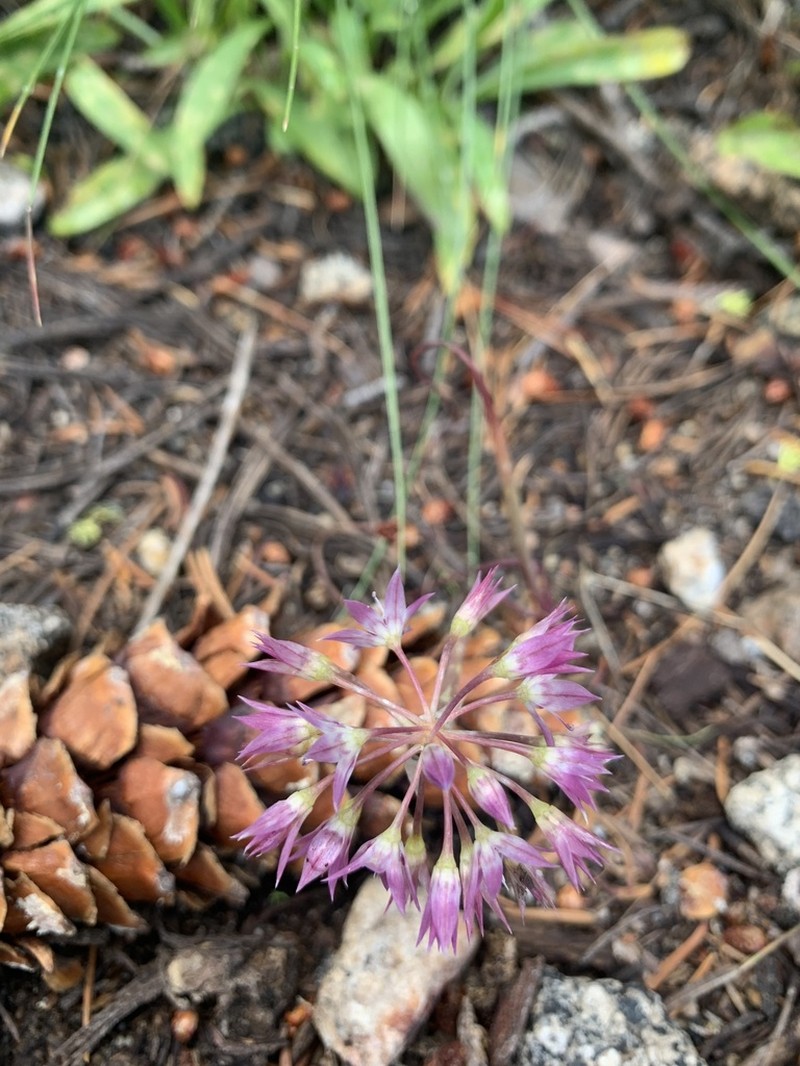 Dusky Onion photo 4