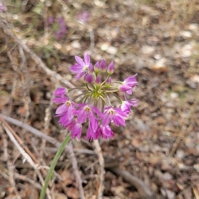 Dusky Onion photo 5