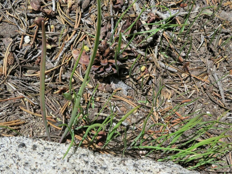 Dusky Onion photo 7