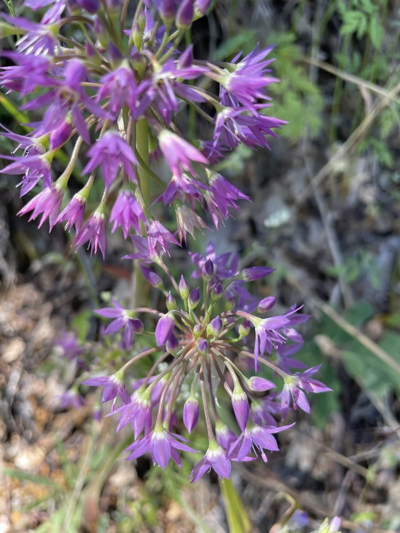 Dusky Onion photo 8