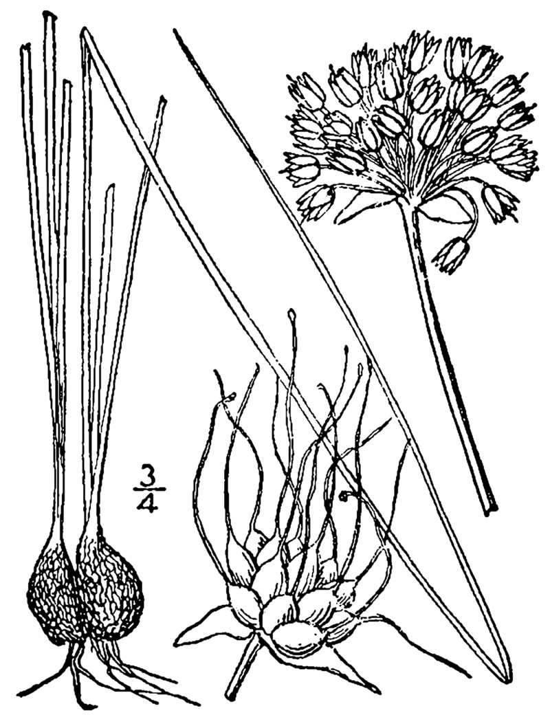 Meadow Garlic photo 2