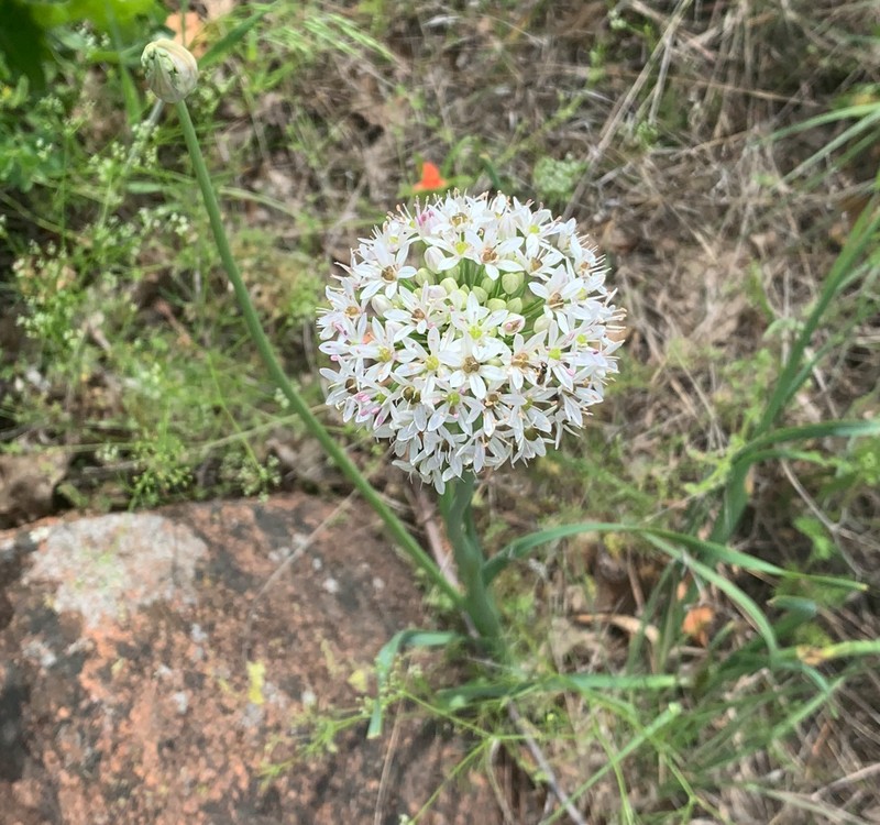 Meadow Garlic photo 3