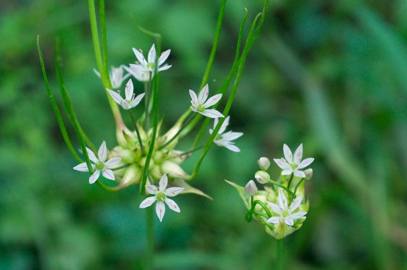 Meadow Garlic