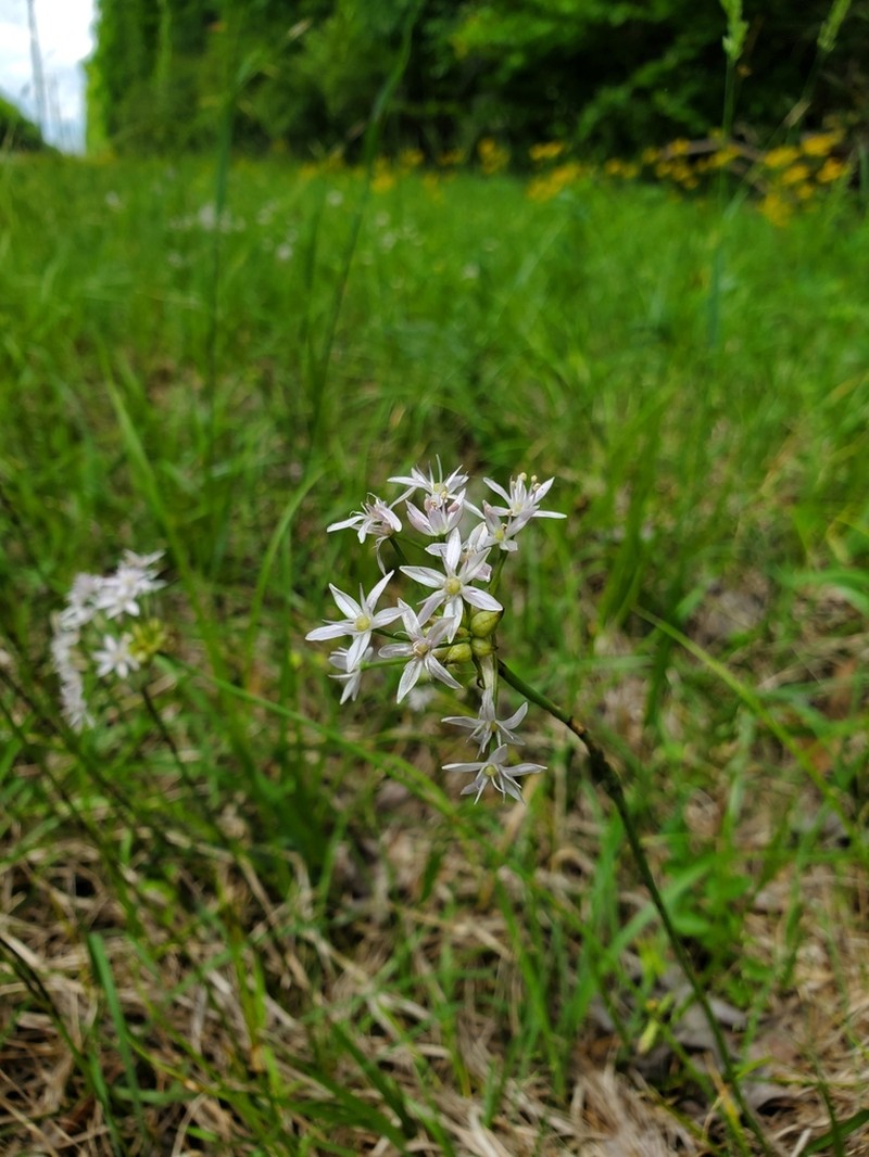 Meadow Garlic photo 4
