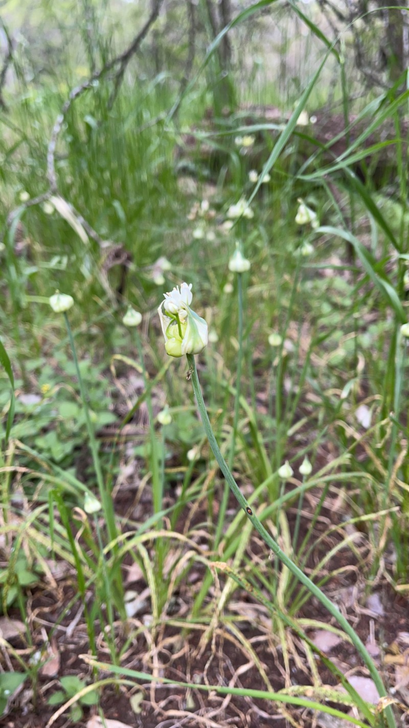Meadow Garlic photo 5