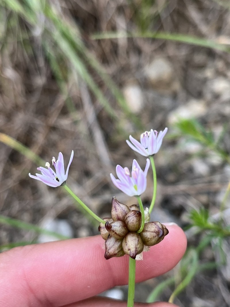Meadow Garlic photo 6