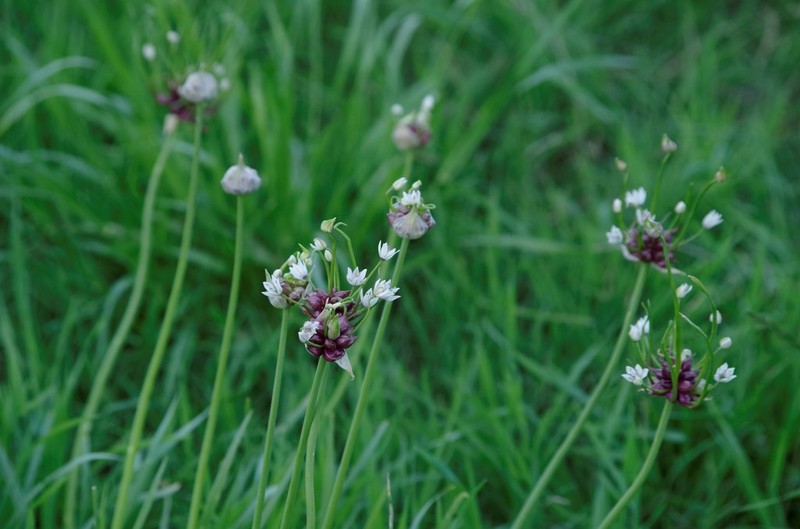 Meadow Garlic photo 7