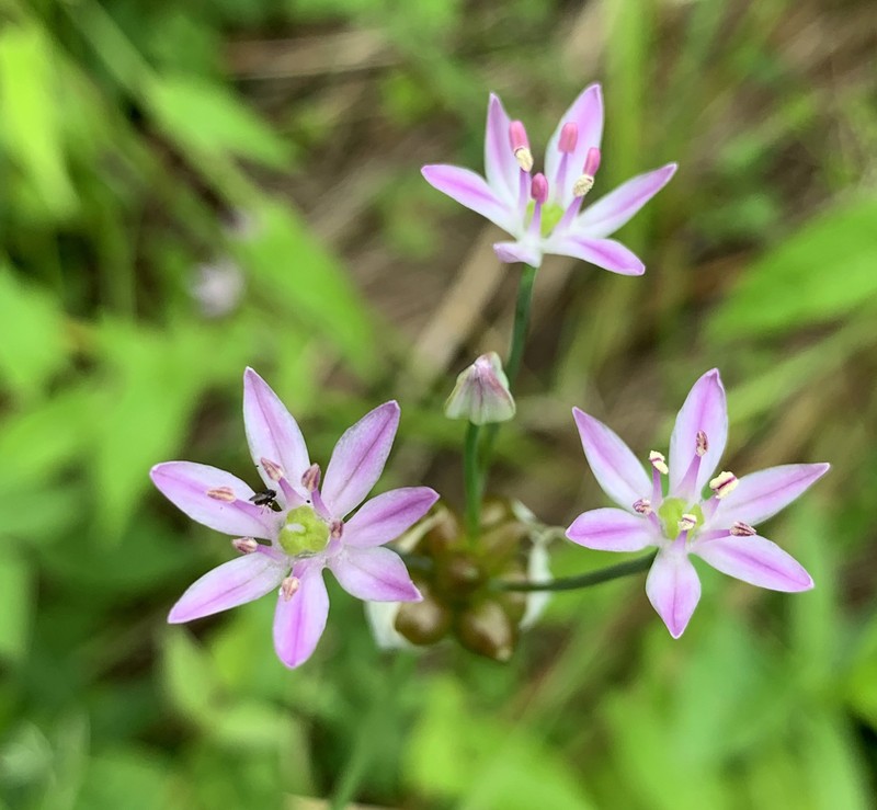 Meadow Garlic photo 8