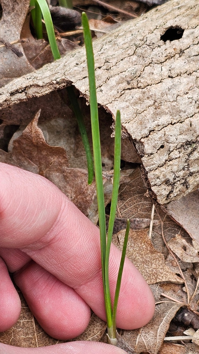 Allium canadense var. canadense photo 2