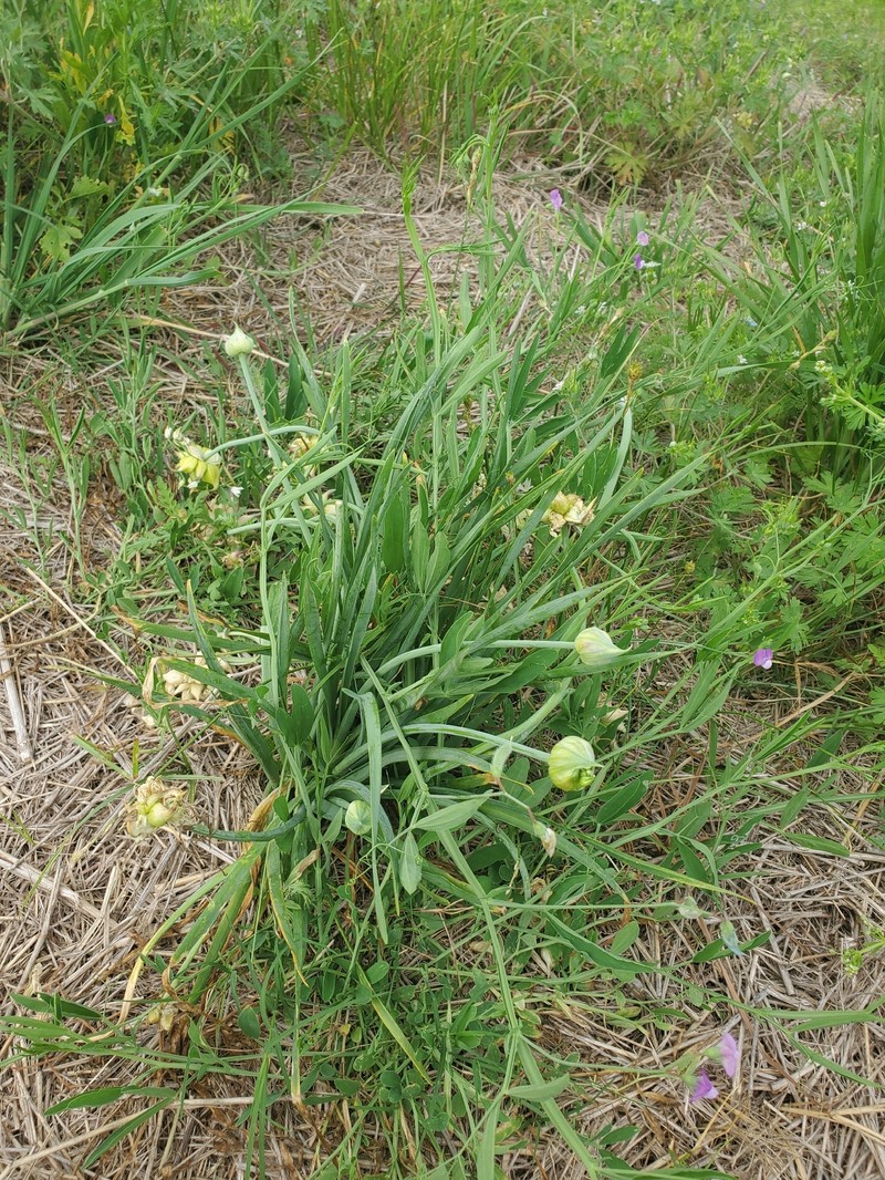 Allium canadense var. canadense photo 3