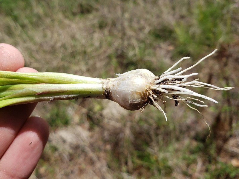 Allium canadense var. canadense photo 4
