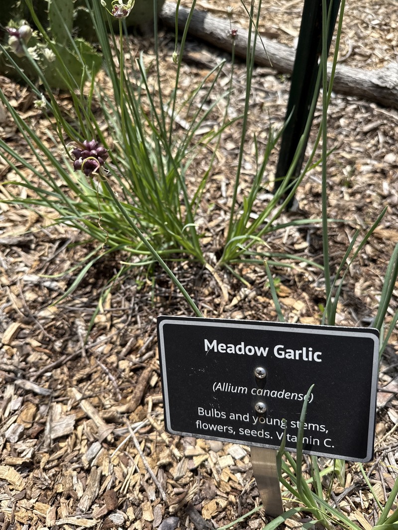 Allium canadense var. canadense photo 5