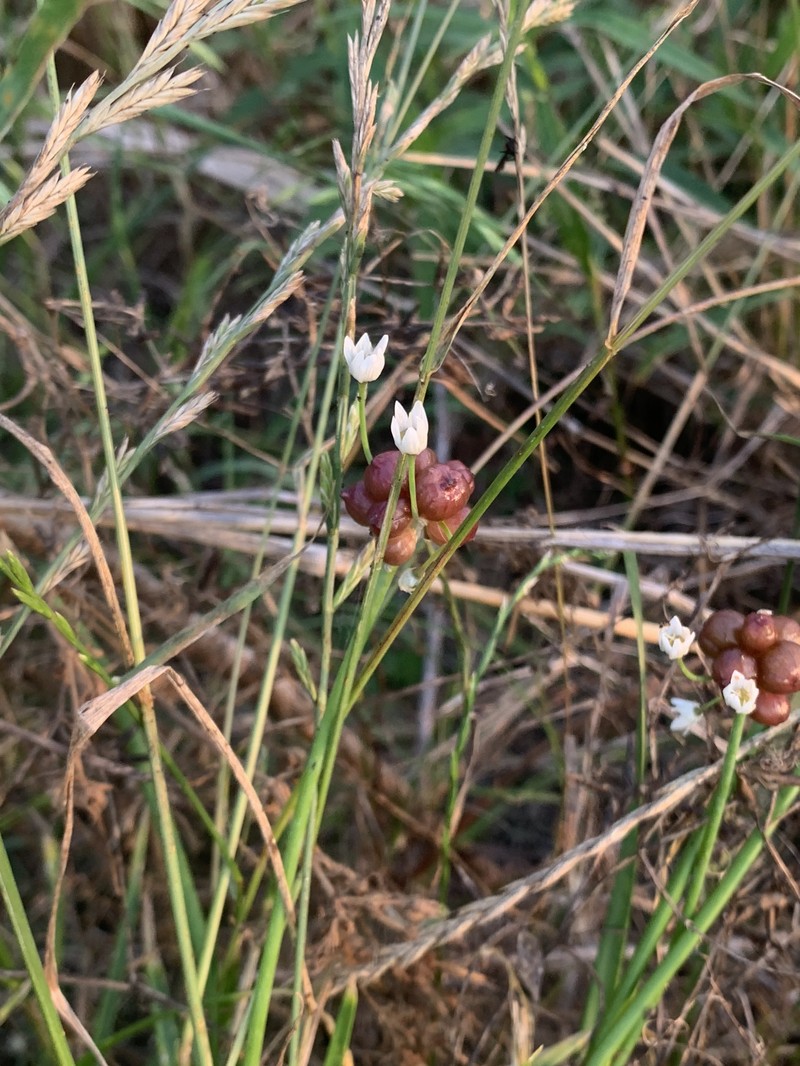 Allium canadense var. canadense photo 6