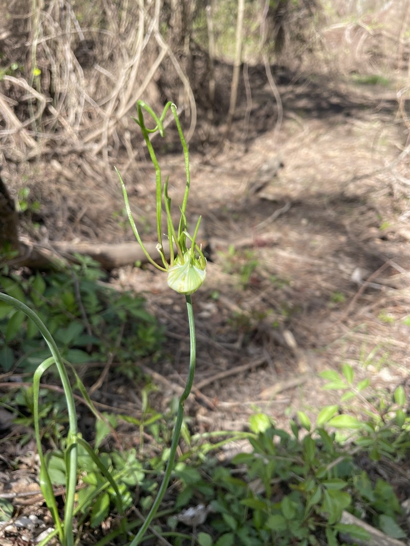Allium canadense var. canadense photo 8