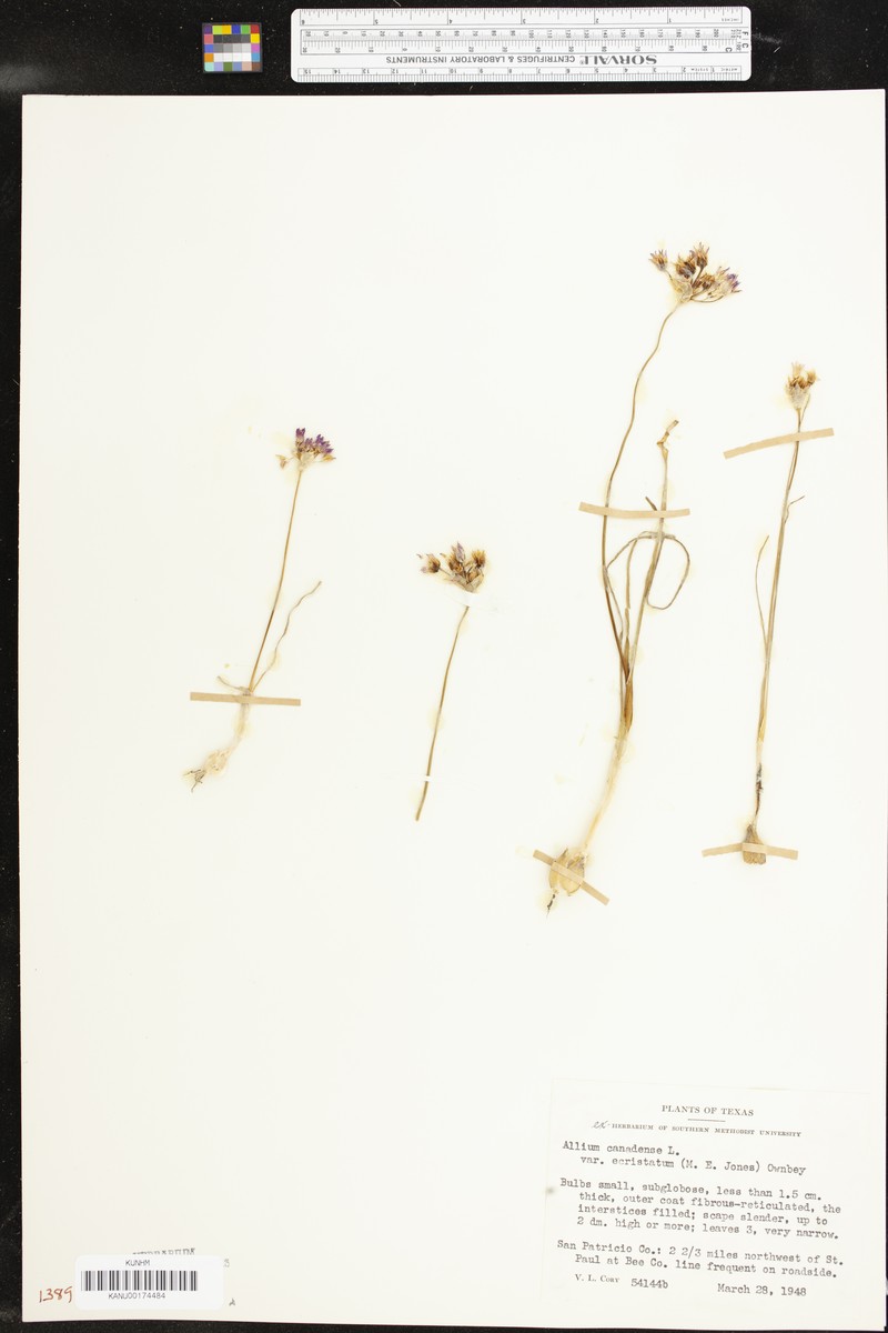 Allium canadense var. ecristatum