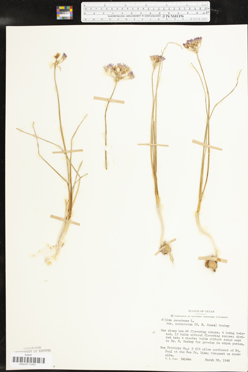 Allium canadense var. ecristatum photo 2
