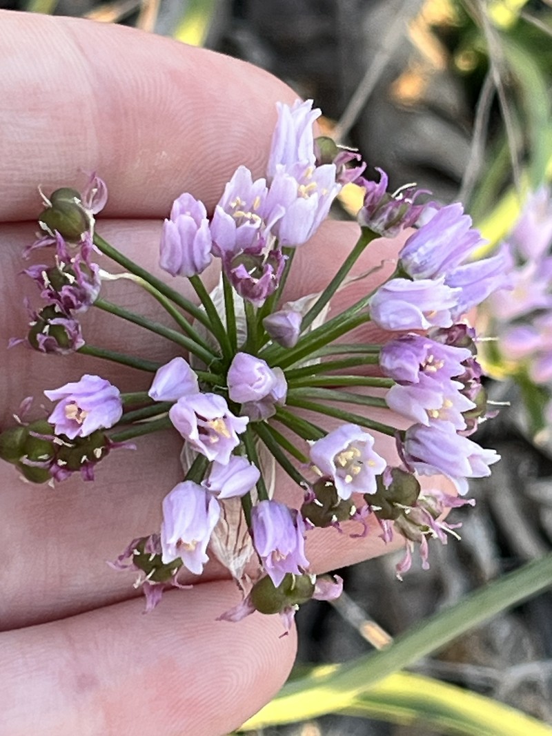 Allium canadense var. hyacinthoides