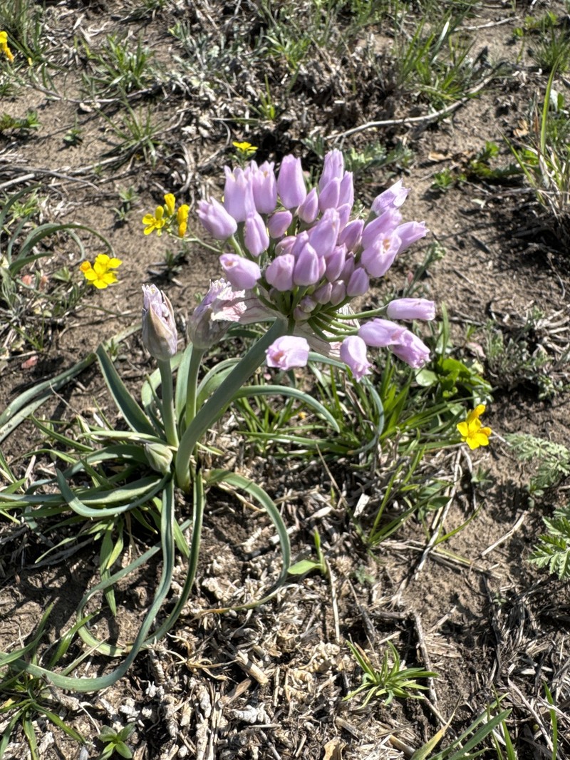 Allium canadense var. hyacinthoides photo 2