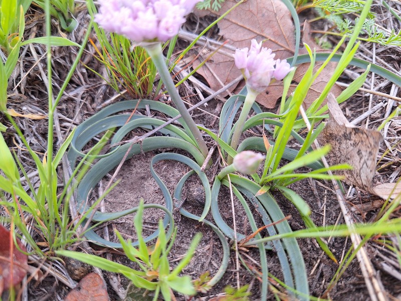 Allium canadense var. hyacinthoides photo 3
