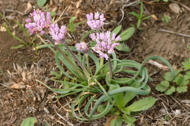 Allium canadense var. hyacinthoides photo 4