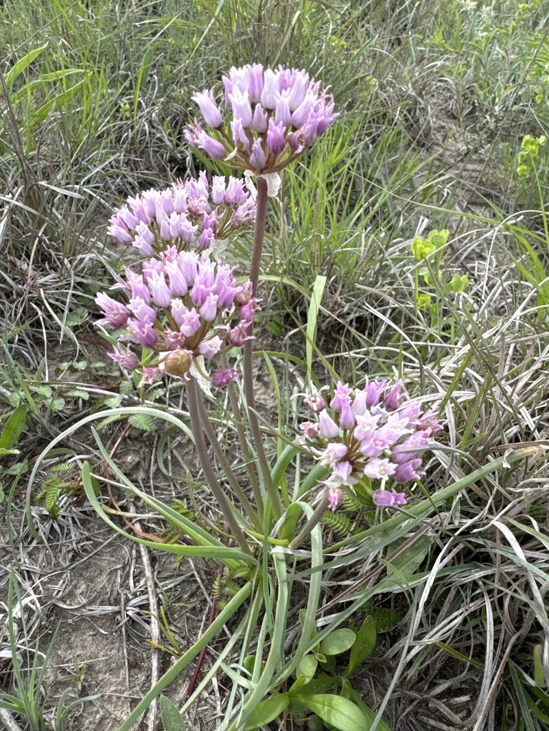 Allium canadense var. hyacinthoides photo 6