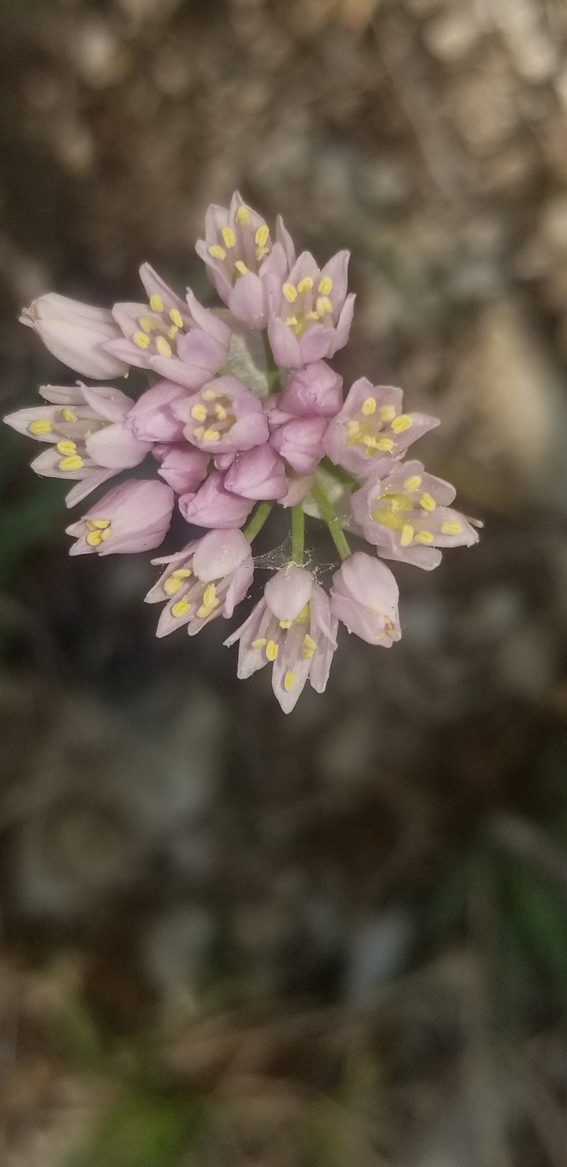Allium canadense var. hyacinthoides photo 8
