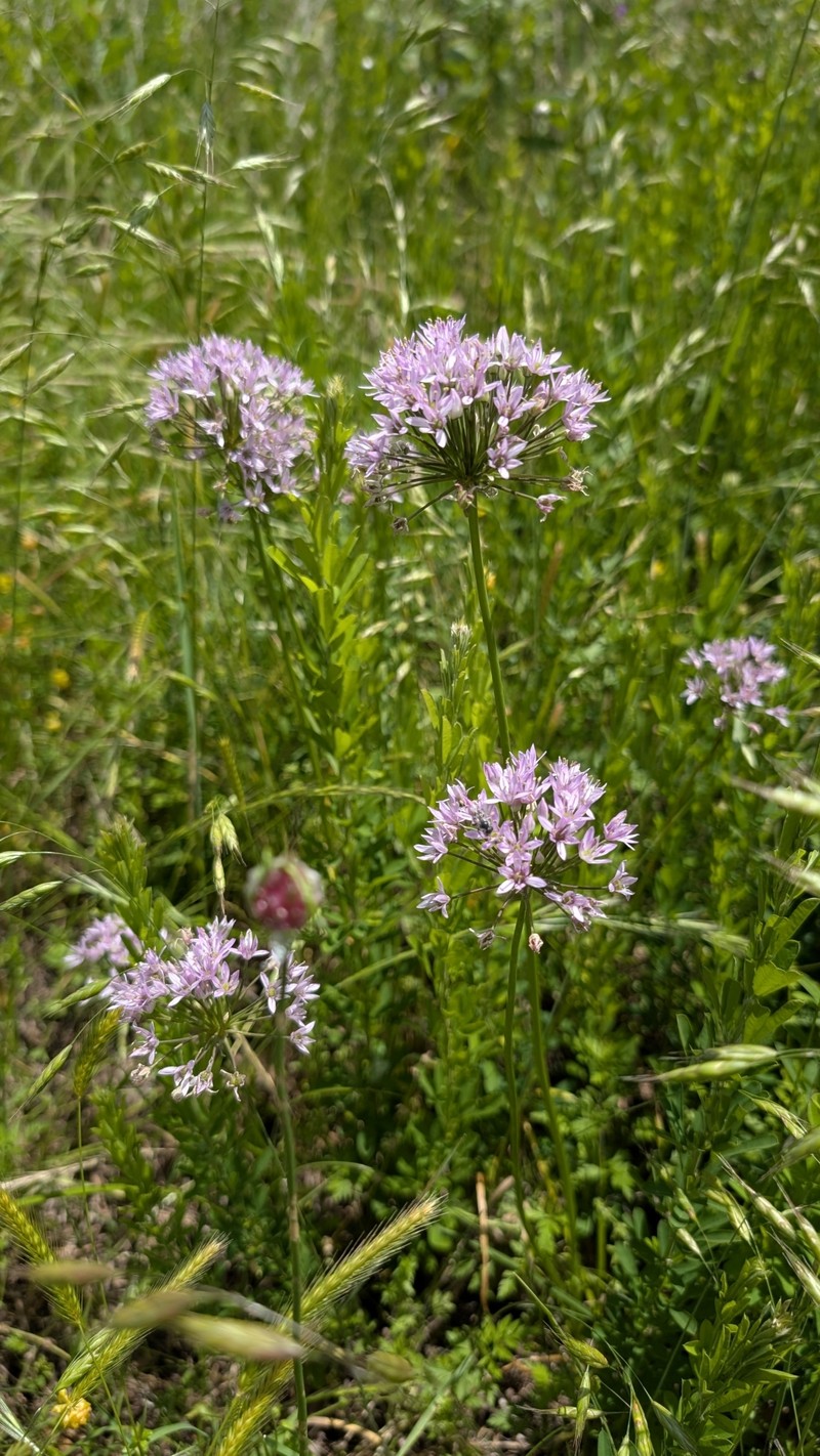 Allium canadense var. lavandulare
